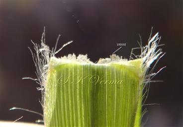  Ligule
